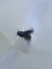 Coleoptera