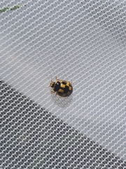 Propylea quatuordecimpunctata