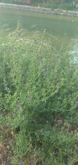 Medicago sativa