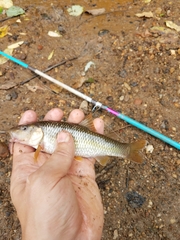 Nocomis leptocephalus