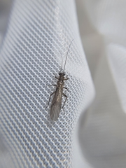 Plecoptera