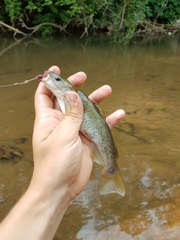 Ameiurus platycephalus