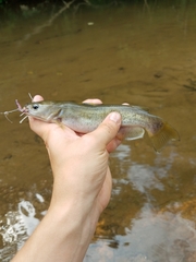 Ameiurus platycephalus