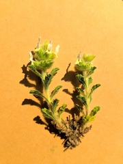 Teucrium aragonense