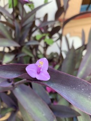 Tradescantia pallida