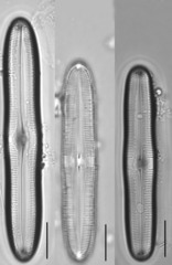 Caloneis schumanniana