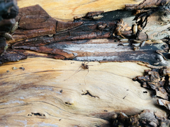 Dicranopalpus larvatus