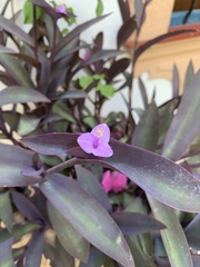 Tradescantia pallida