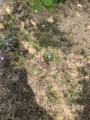 Houstonia pusilla