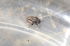 Odontoscelis lineola