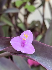 Tradescantia pallida