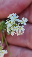 Grapholita compositella