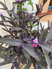 Tradescantia pallida