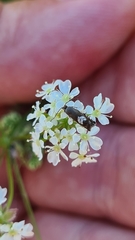 Grapholita compositella