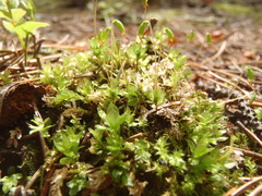 Mnium spinulosum