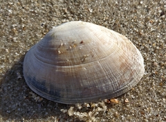 Tapetinae