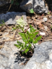Meum athamanticum