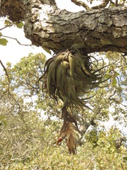 Tillandsia macdougallii