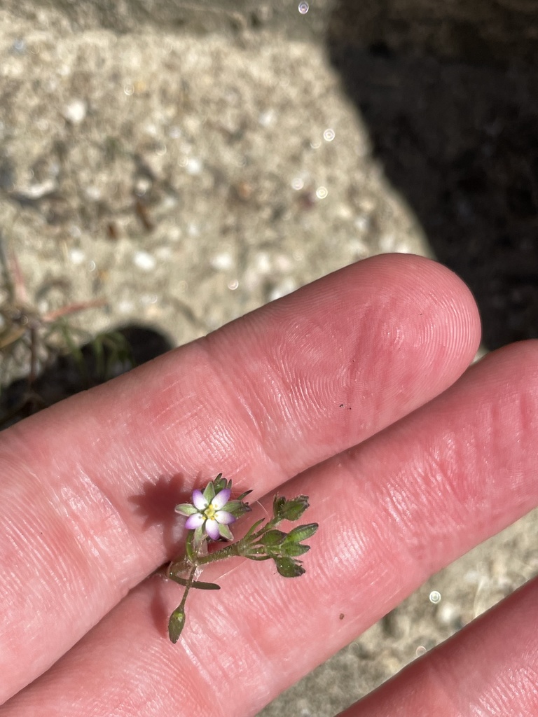 Saltmarsh Sand Spurry from Marshy Point Rd, Baltimore, MD, US on June