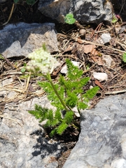 Meum athamanticum
