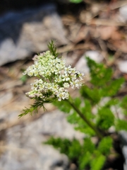 Meum athamanticum