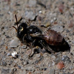 Macroteropsis