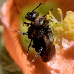 Macroteropsis