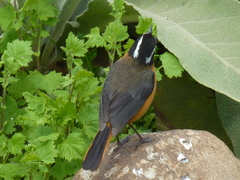 Cossypha semirufa