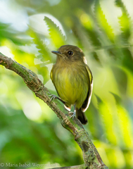 Hemitriccus kaempferi