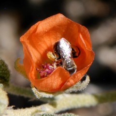 Macroteropsis