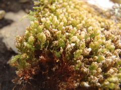 Mnium stellare