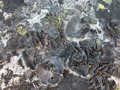 Umbilicaria rigida