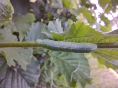 Orthosia cerasi