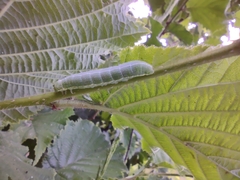 Orthosia cerasi