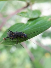 Cantharis obscura