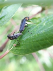 Cantharis obscura