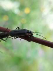Cantharis obscura