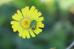 Cryptocephalus aureolus