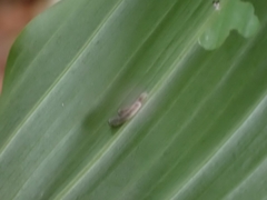 Phymatocera aterrima
