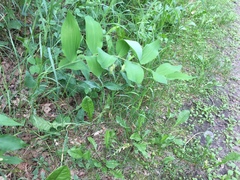 Polygonatum biflorum commutatum