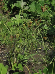 Eleusine coracana