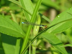 Enallagma antennatum