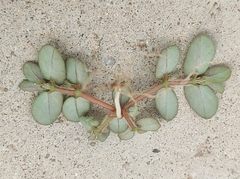 Euphorbia maculata