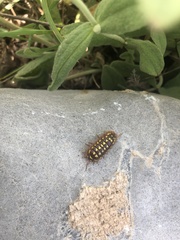 Armadillidium gestroi