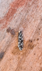 Nemapogon granella