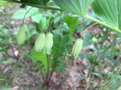 Polygonatum biflorum commutatum