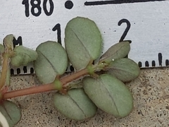 Euphorbia maculata
