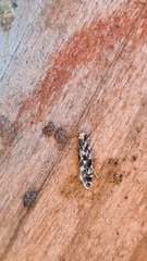 Nemapogon granella