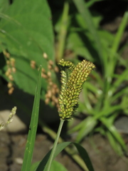 Eleusine coracana