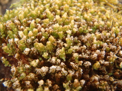 Mnium stellare